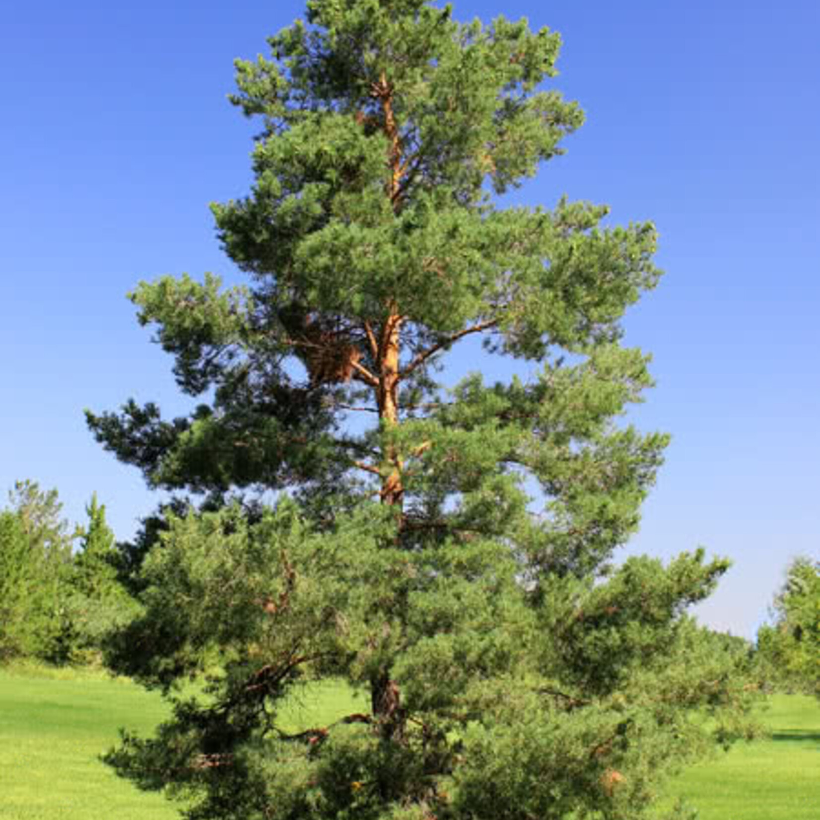 Pine Scot's (Scotch)