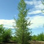 Poplar Sundancer