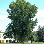 Poplar Siouxland