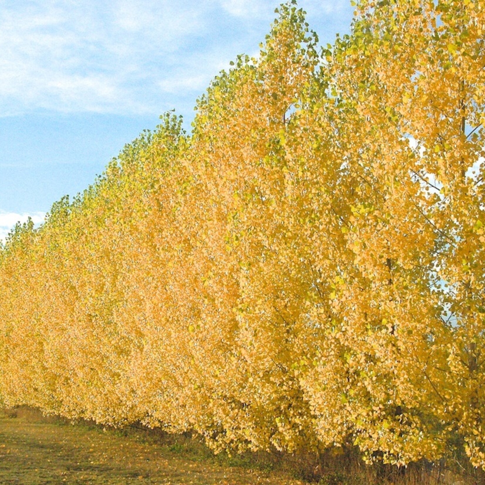 Willow Golden Advance