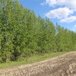 Poplars