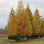 Larch