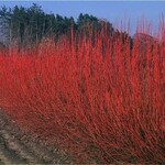 Dogwood Red Osier