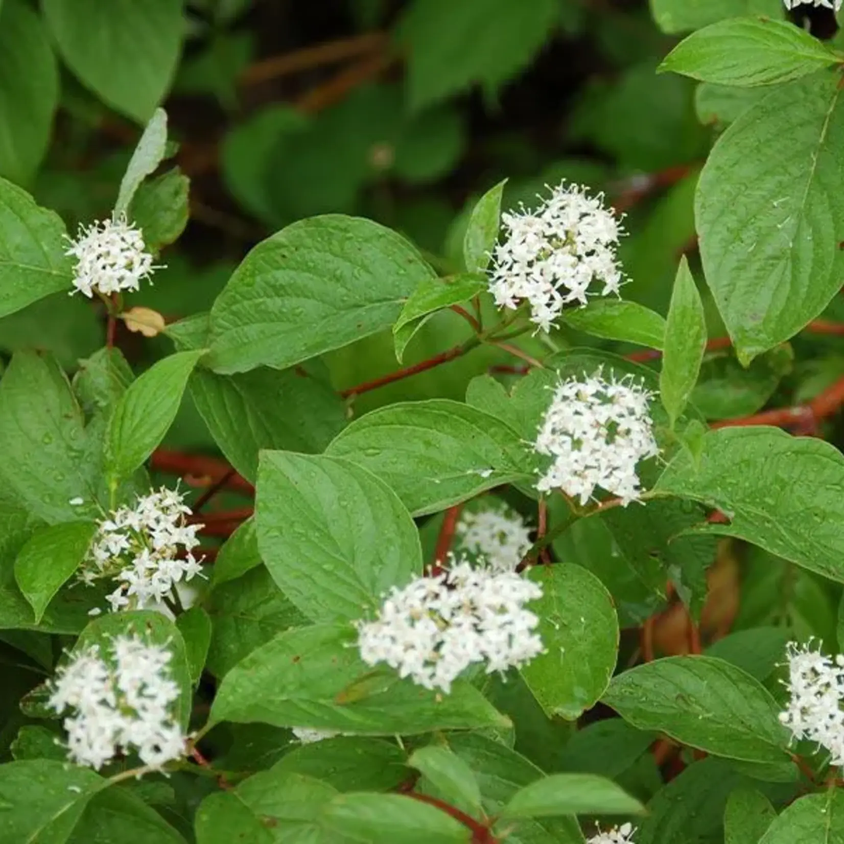 Dogwood Red Osier