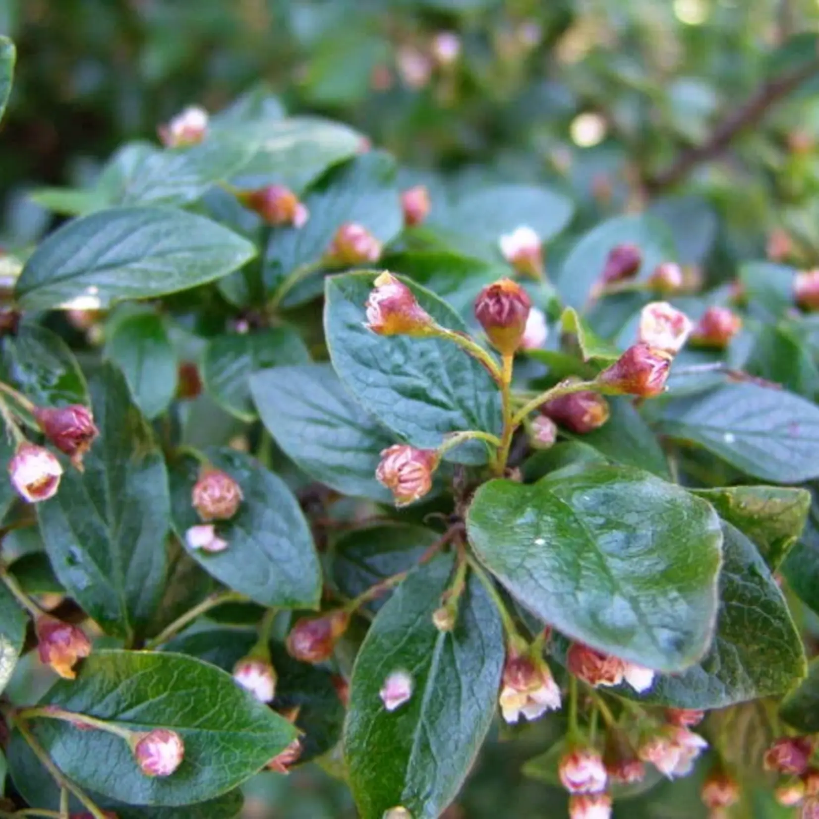 Cotoneaster Peking/Hedge