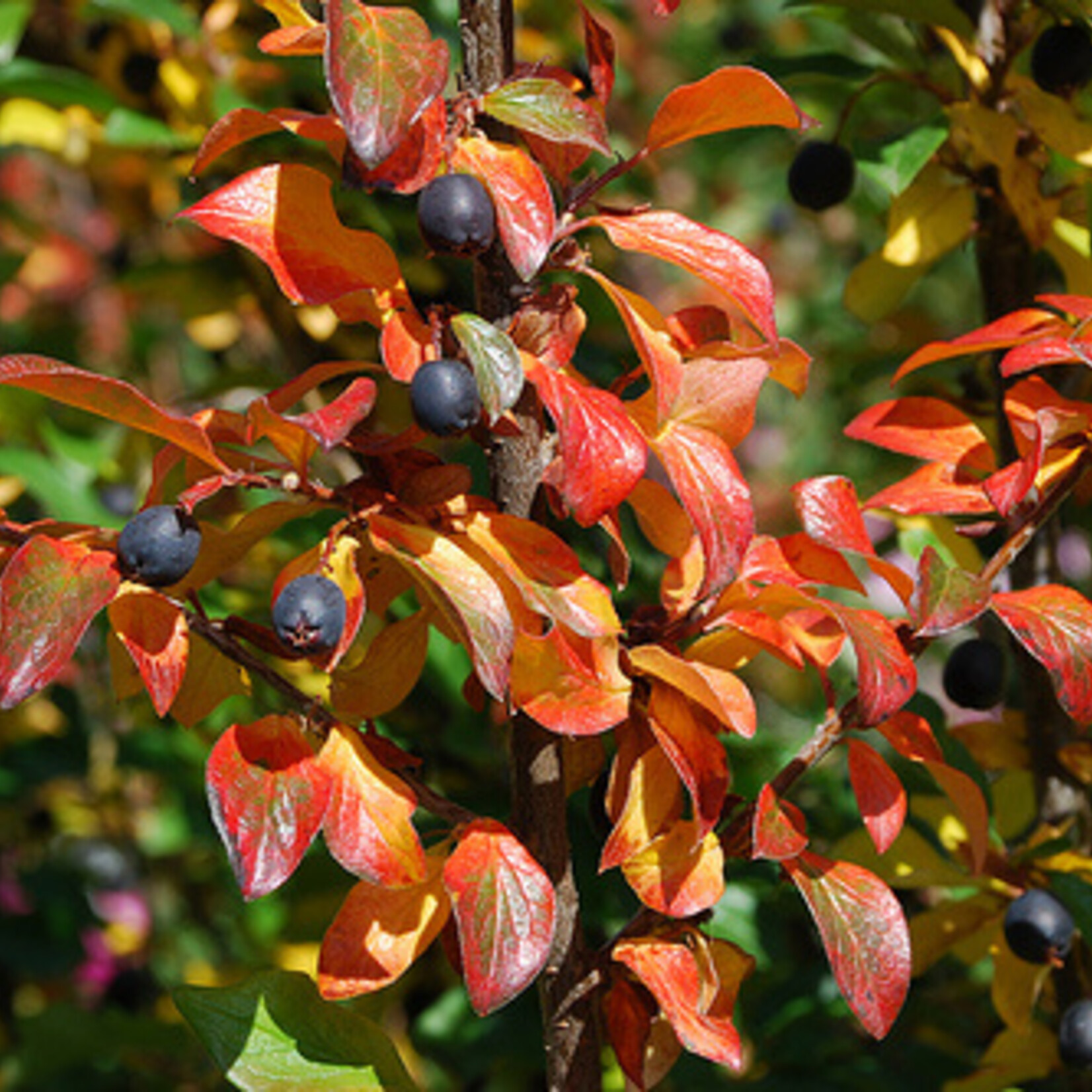 Cotoneaster Peking/Hedge