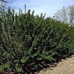 Cotoneaster Peking/Hedge