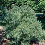 Sea Buckthorn Hikul (Male)