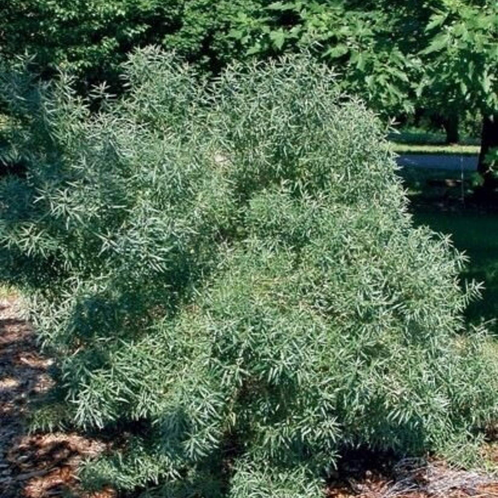 Sea Buckthorn Hikul (Male)