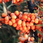 Sea Buckthorn Leikora (female)