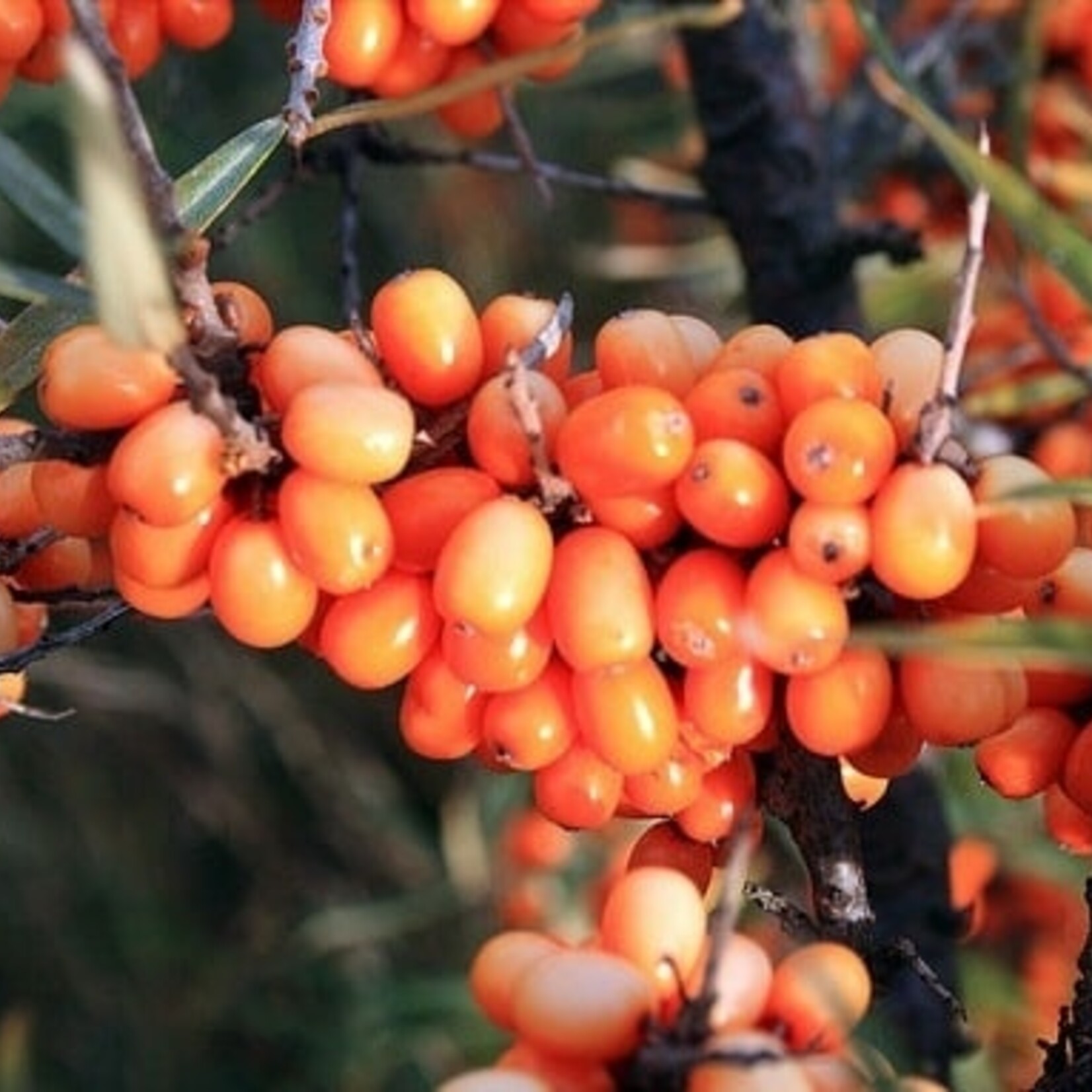 Sea Buckthorn Leikora (female)