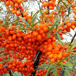 Sea Buckthorn Orange Energy (Female)