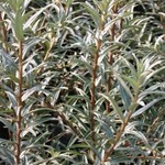 Sea Buckthorn Pollmix  (Male)