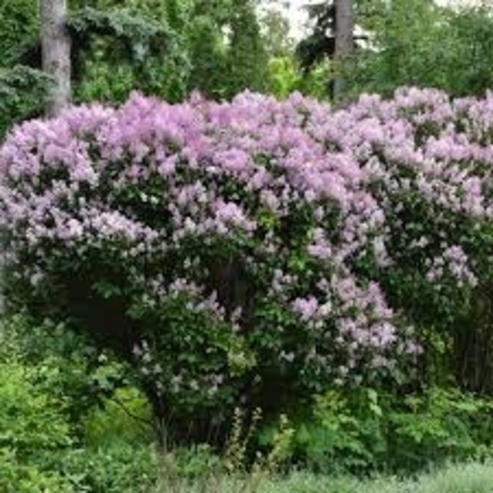 Preston Lilac Donald Wyman