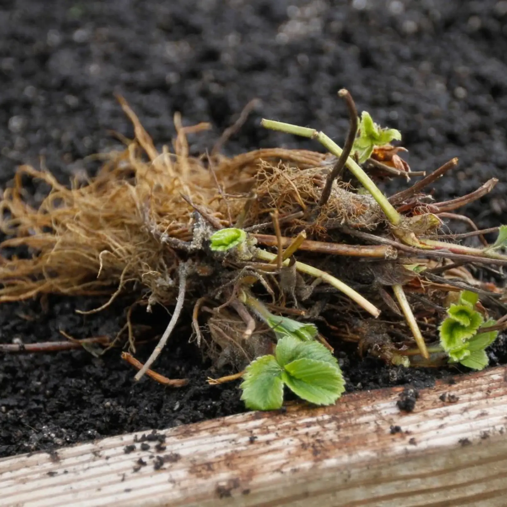 Strawberry Bare Root Bundle