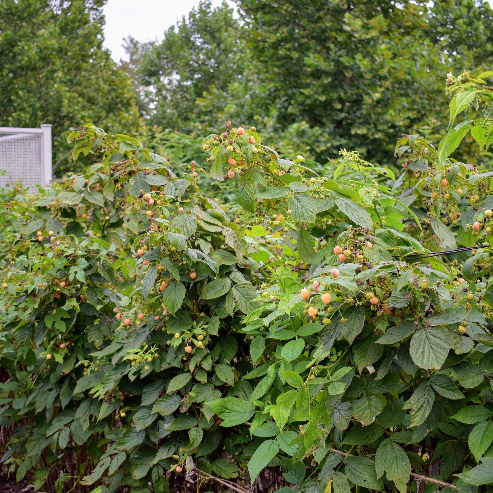 Raspberry Honeyqueen