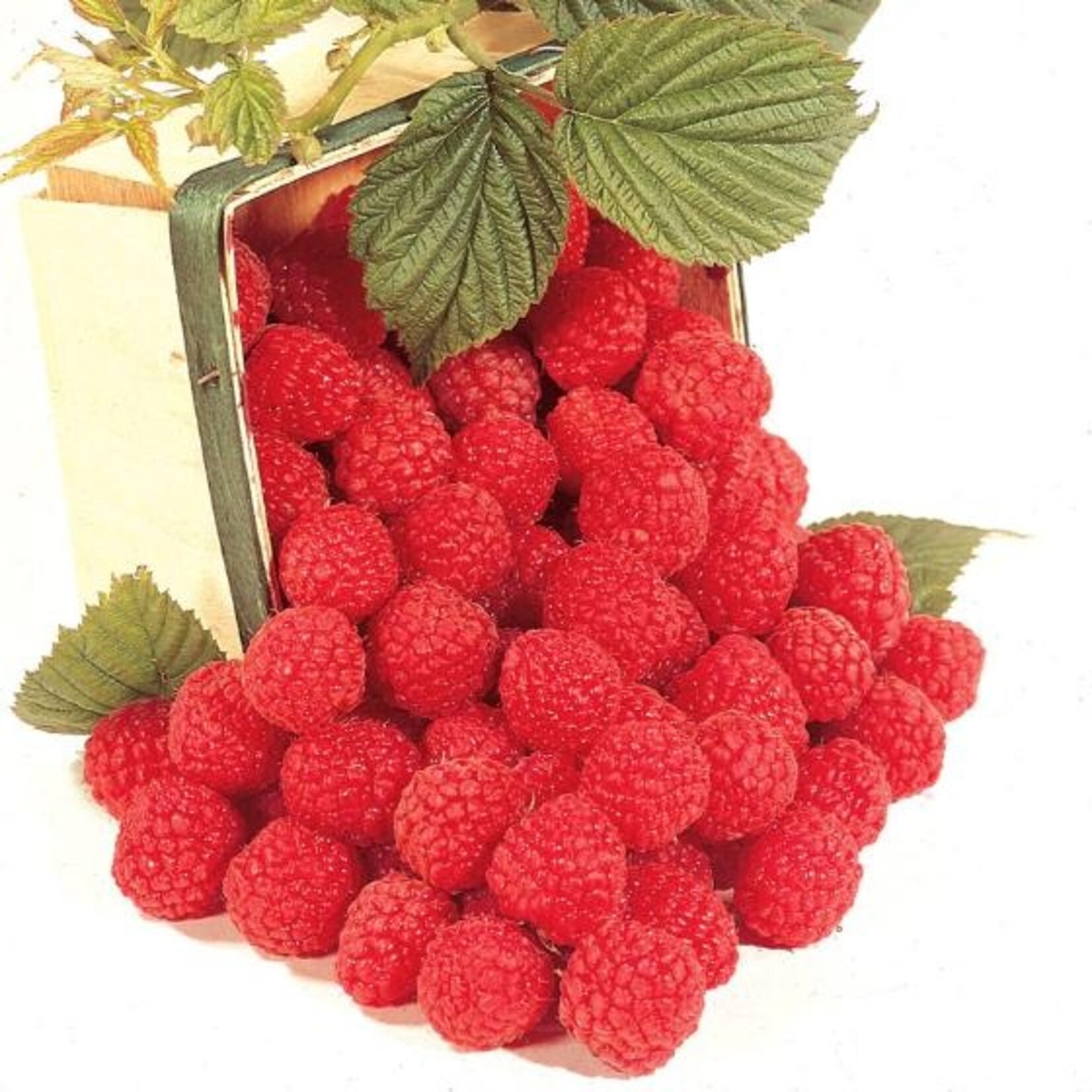 Raspberry Heritage