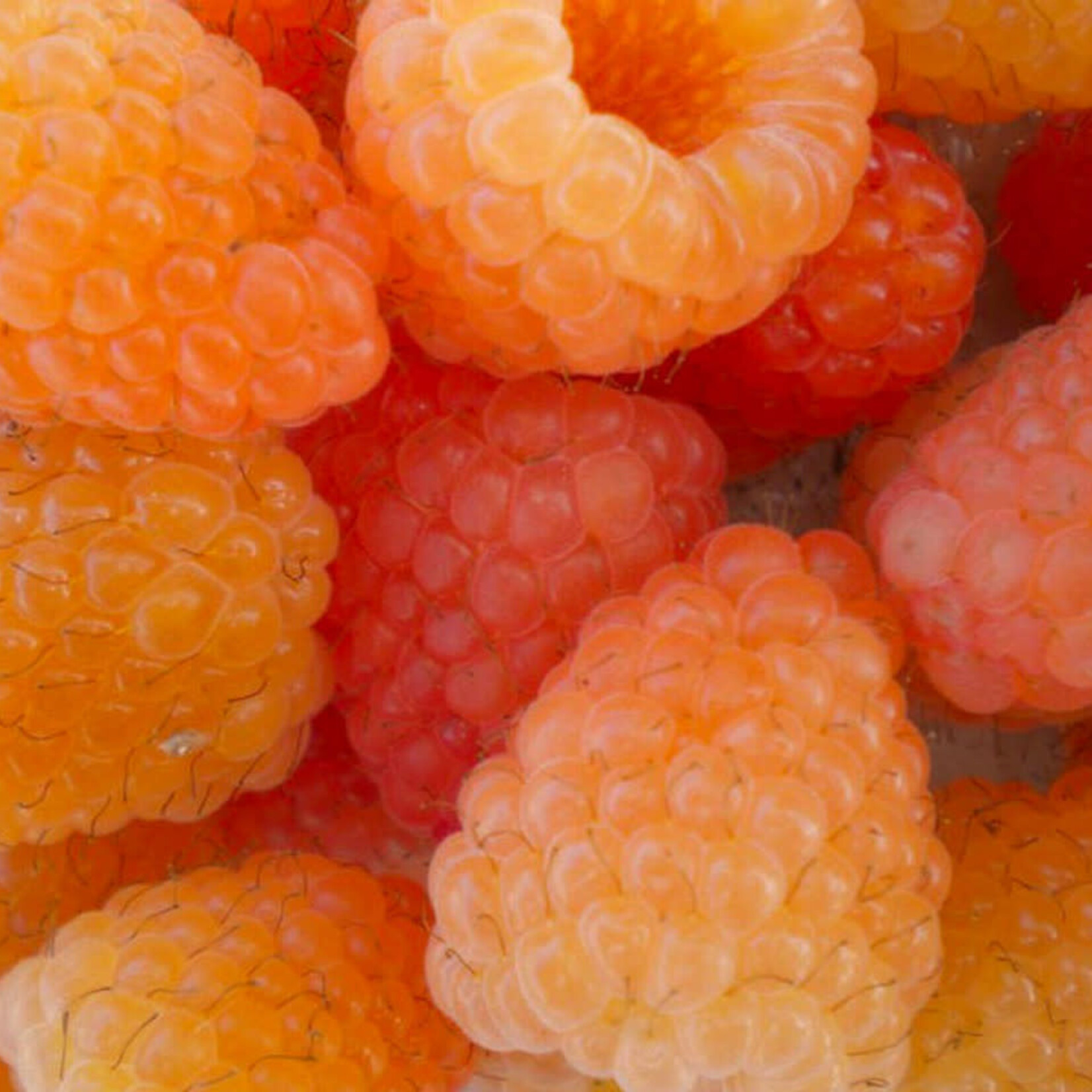 Raspberry Honey Queen