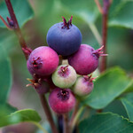 Saskatoon Standing Ovation