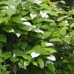 Kiwi Combo Male and Female