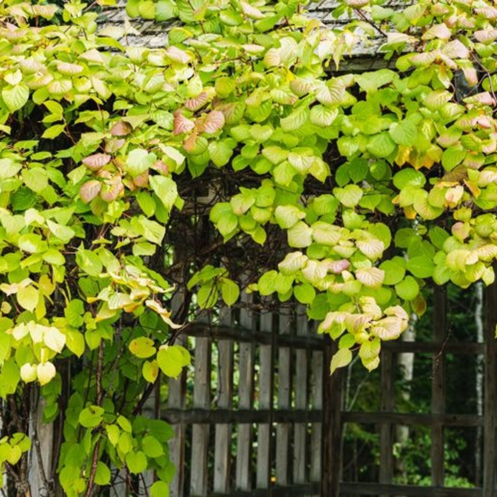 Kiwi Combo Male and Female 2Gal