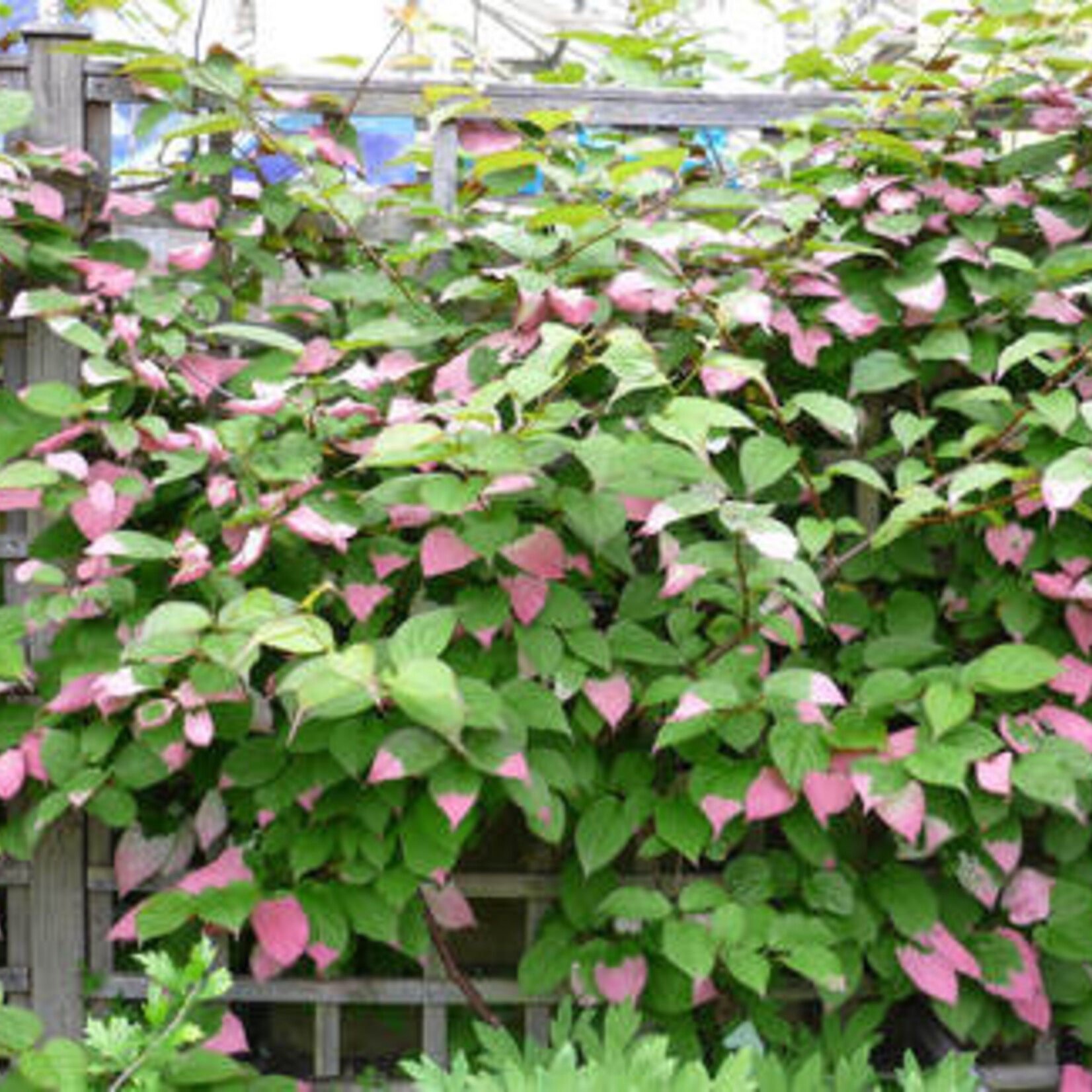 Kiwi Combo Male and Female 2Gal