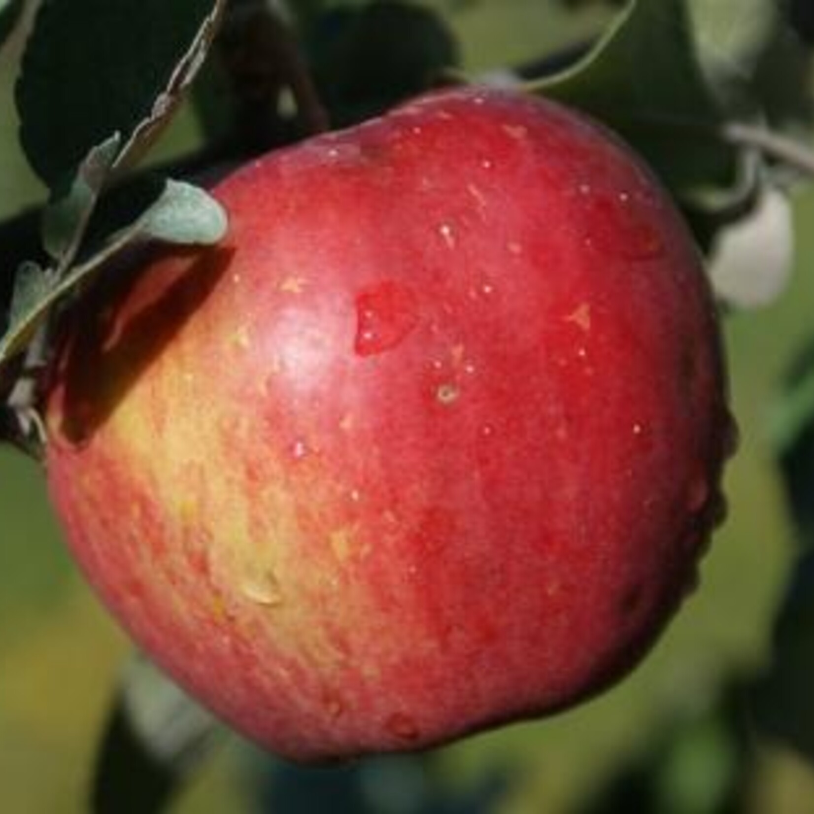 Apple Sweet Sixteen 5-6ft FP