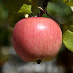 Apple Dwarf Prairie Magic