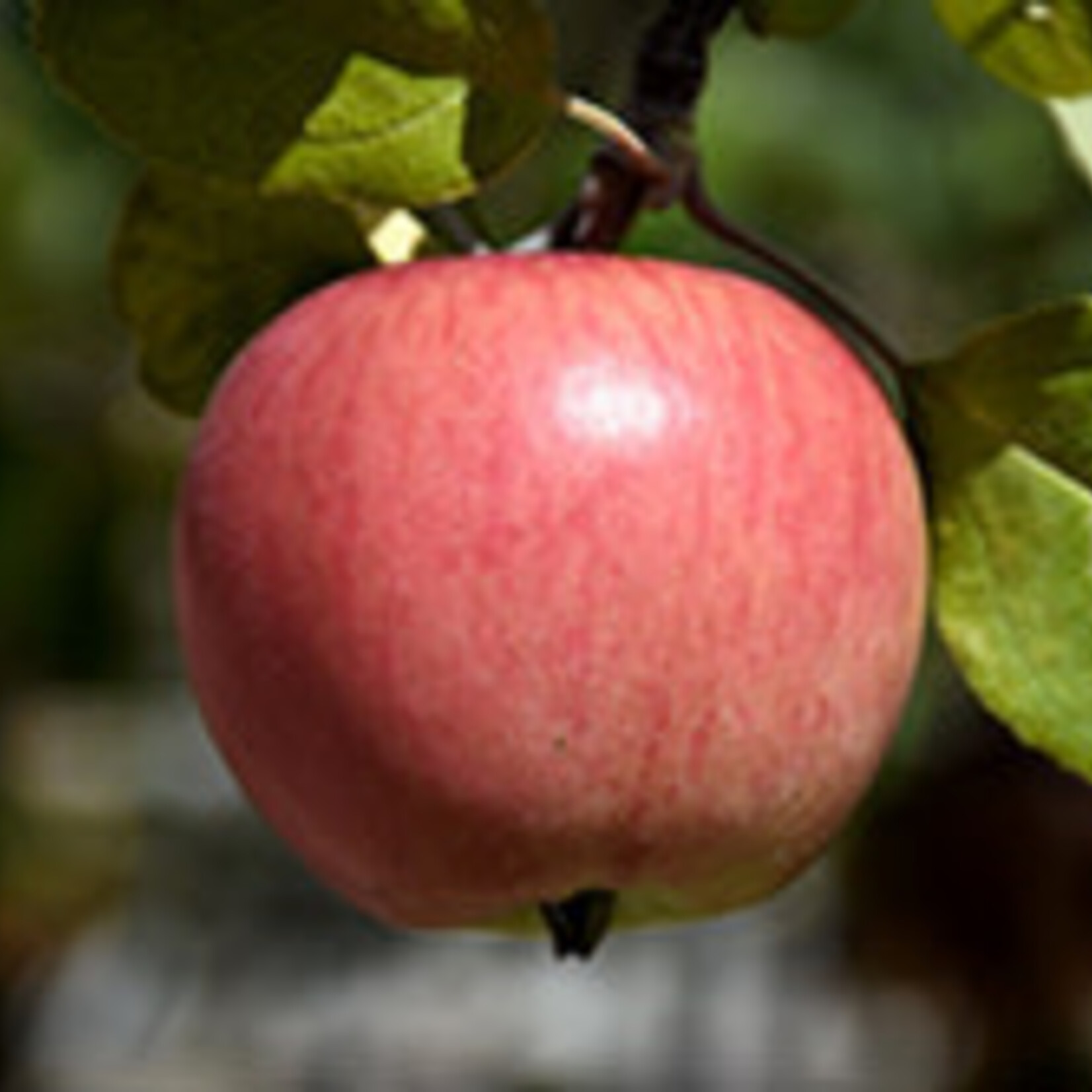 Apple Dwarf Prairie Magic