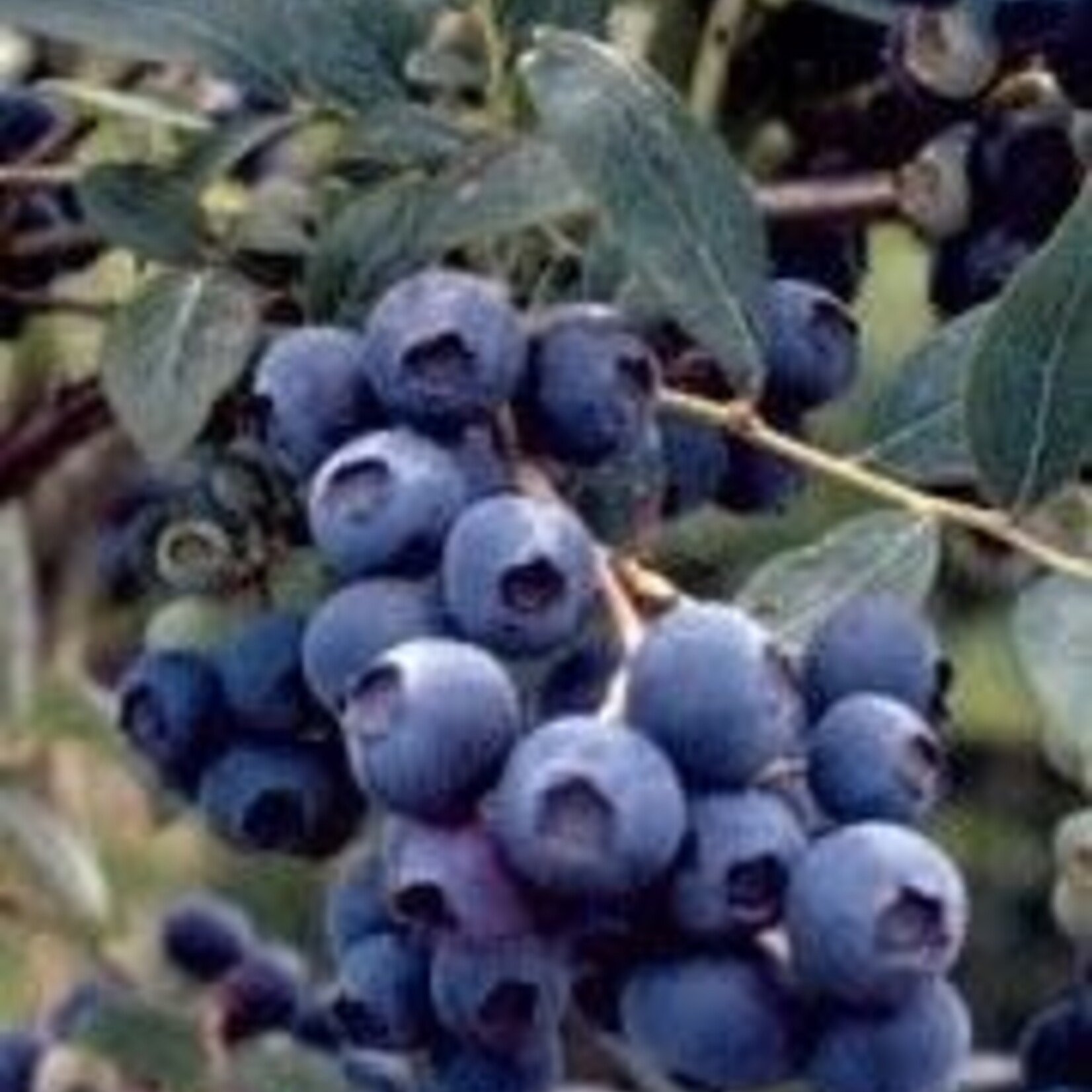 Blueberry Northsky 1 Gal