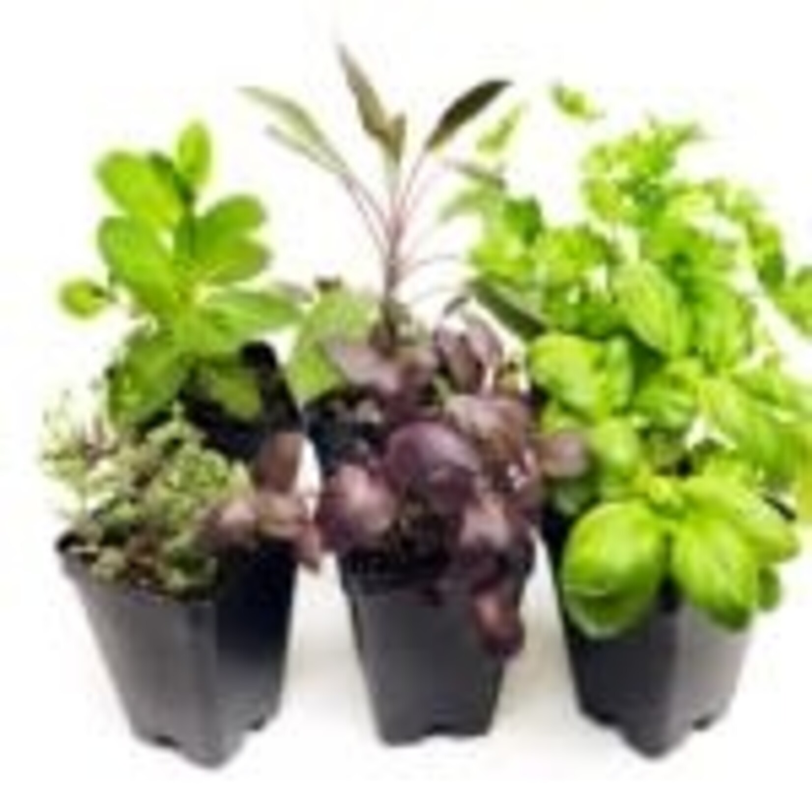 Spirit's Respite Ranch Edibles