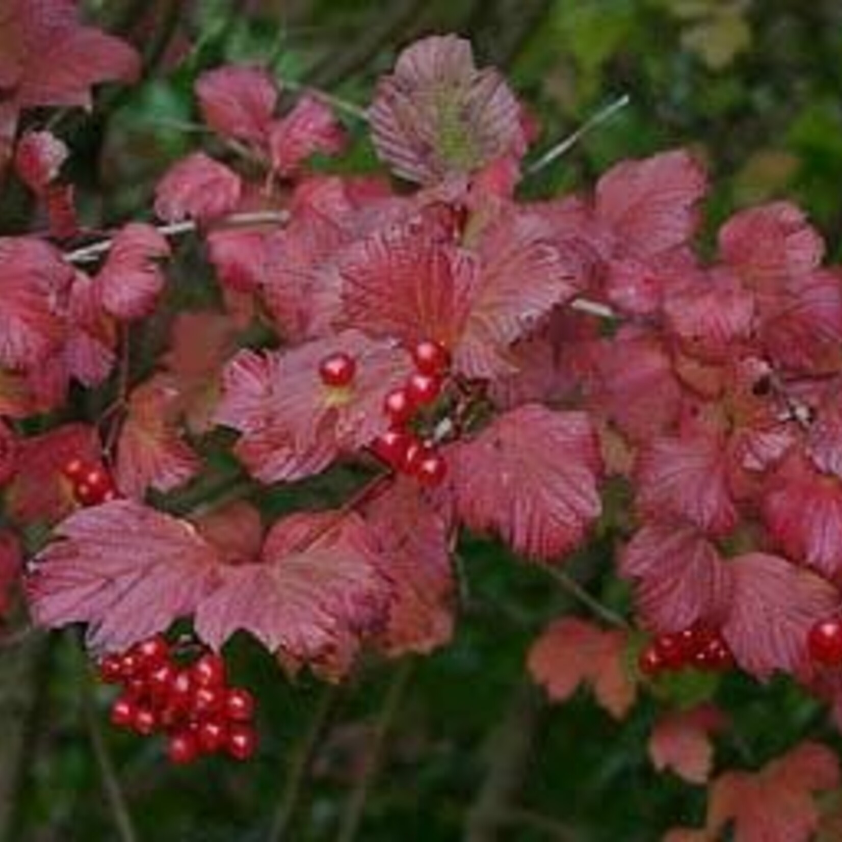 Cranberry American Highbush 2 gal