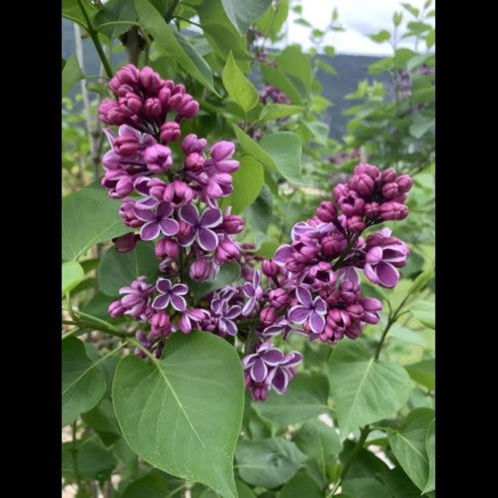 Lilac Sensation French