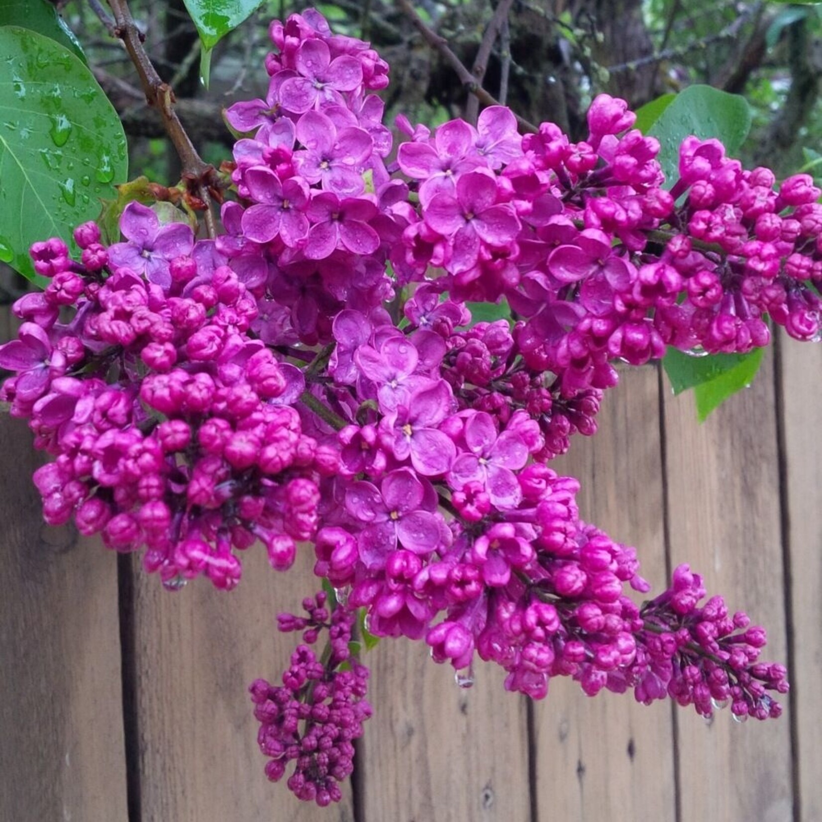 Pocahontas Lilac 5 Gal