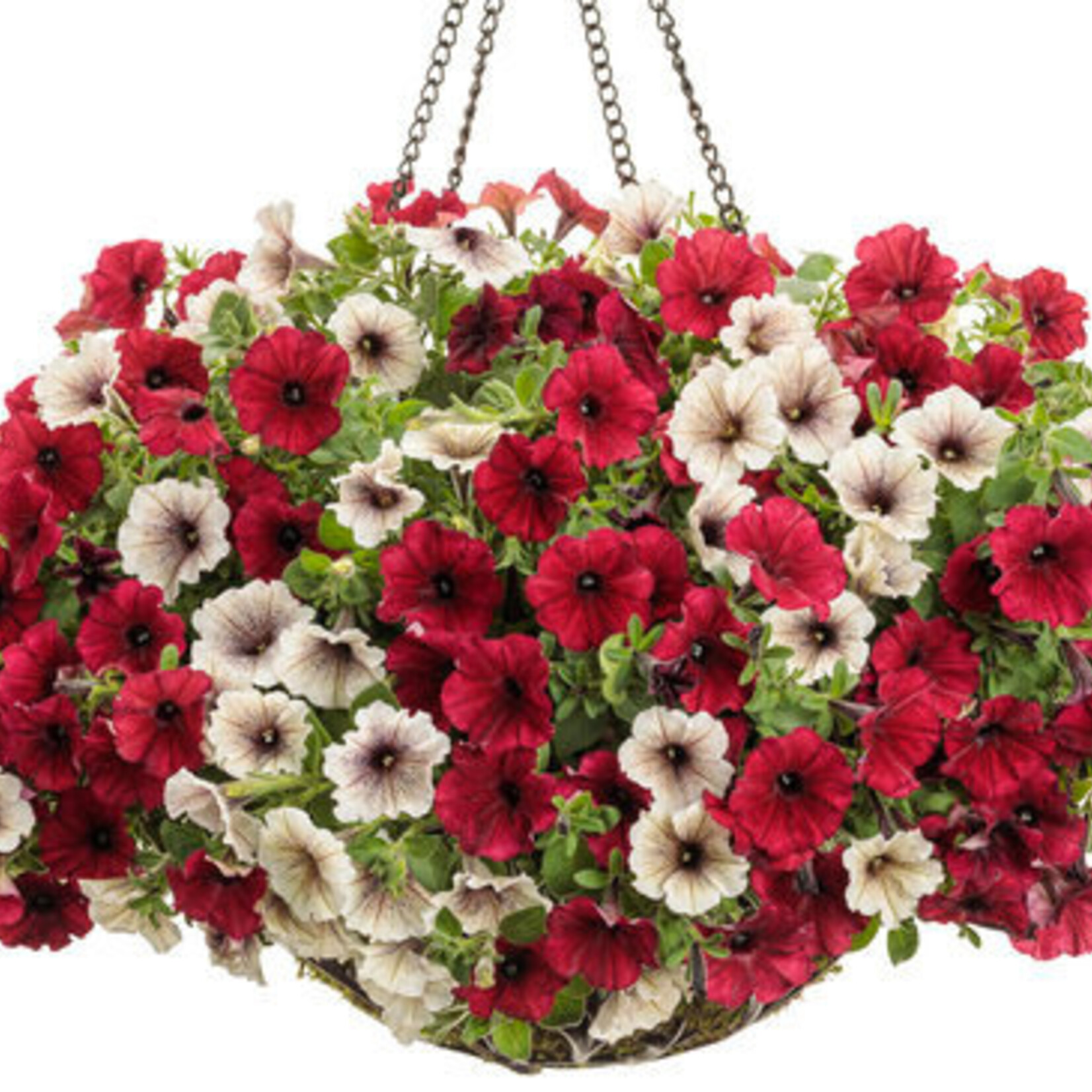 Spirit's Respite Ranch Hanging Baskets