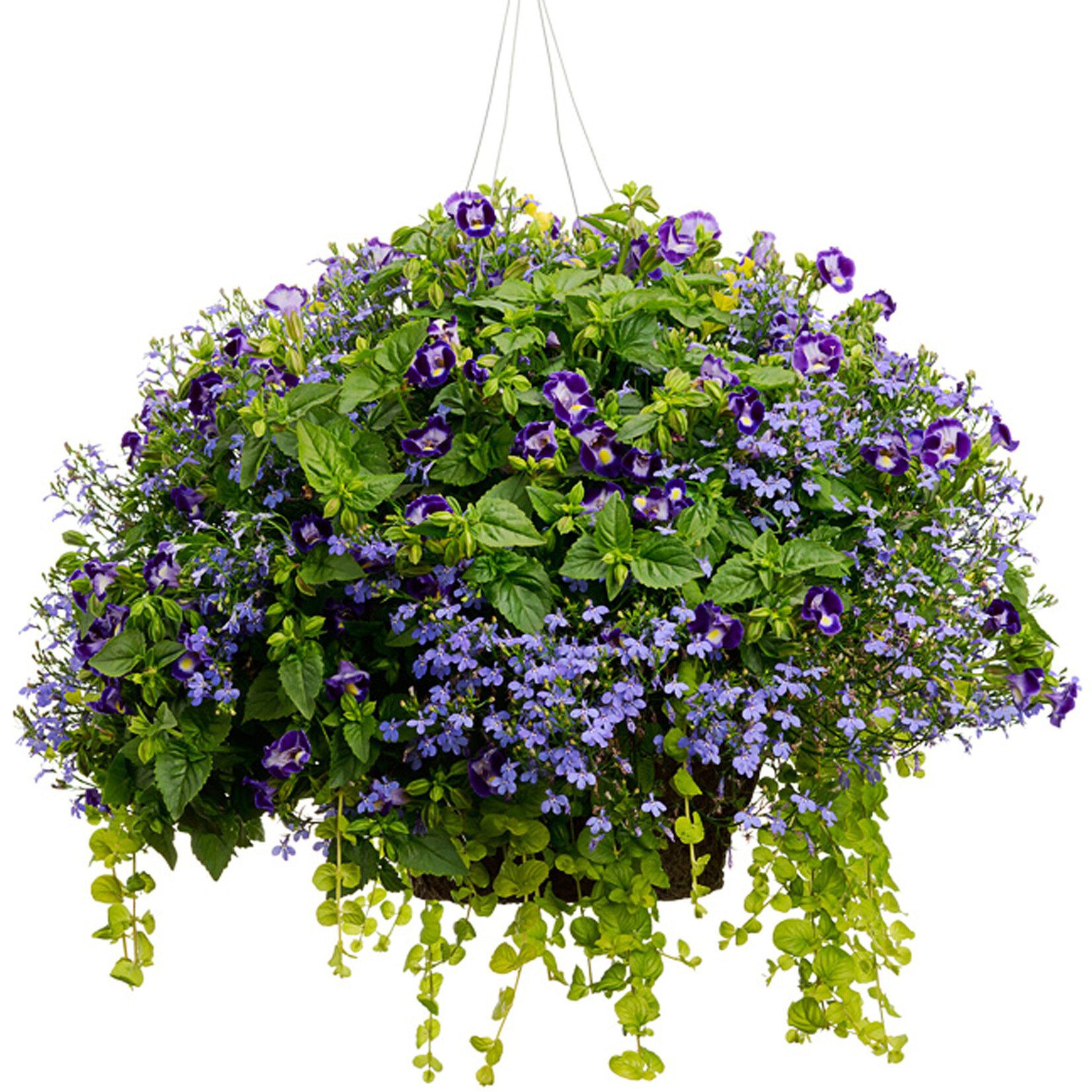 Spirit's Respite Ranch Hanging Baskets