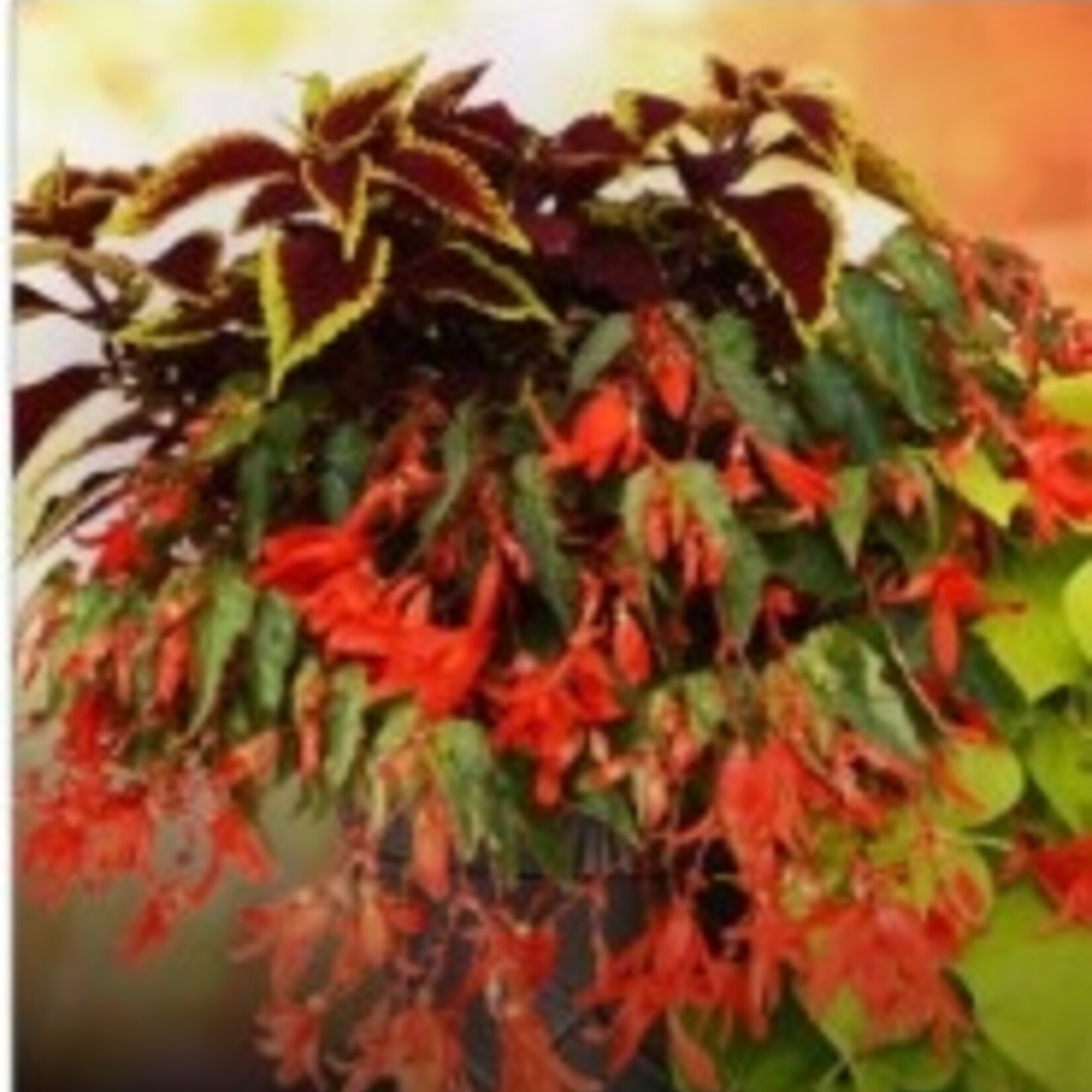 Donalda School Parent Society Containers