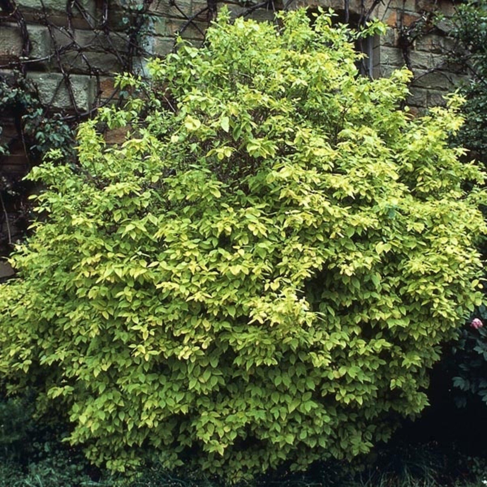 Mock Orange  Golden 2 Gal