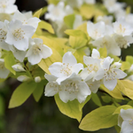 Mock Orange Golden