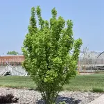Caragana Jefarb Green Spires 5Gal