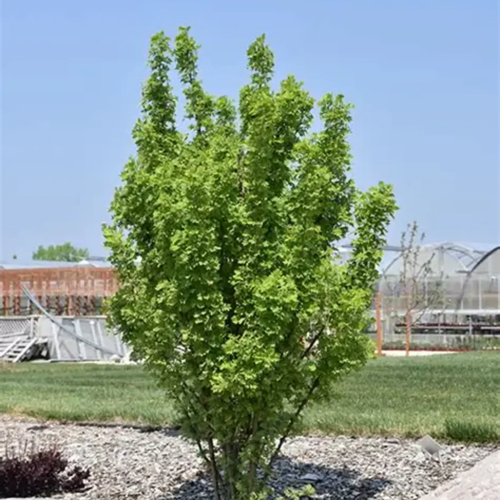 Caragana Jefarb Green Spires 5 Gal