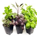 Camrose Skating Club Edibles