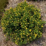 Potentilla Pineapple Tart