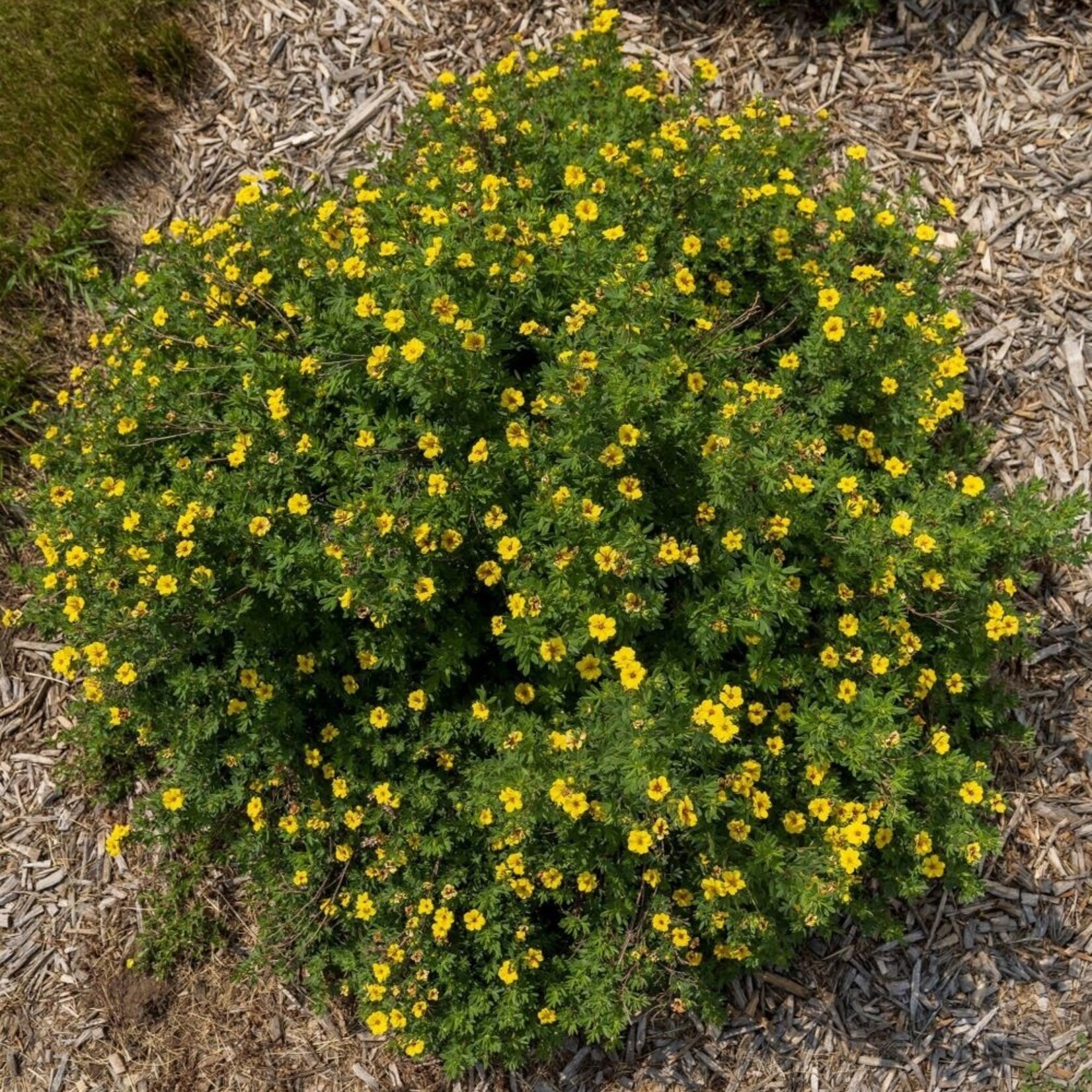 Potentilla Pineapple Tart 2 Gal