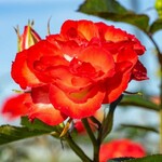 Rose Always Together