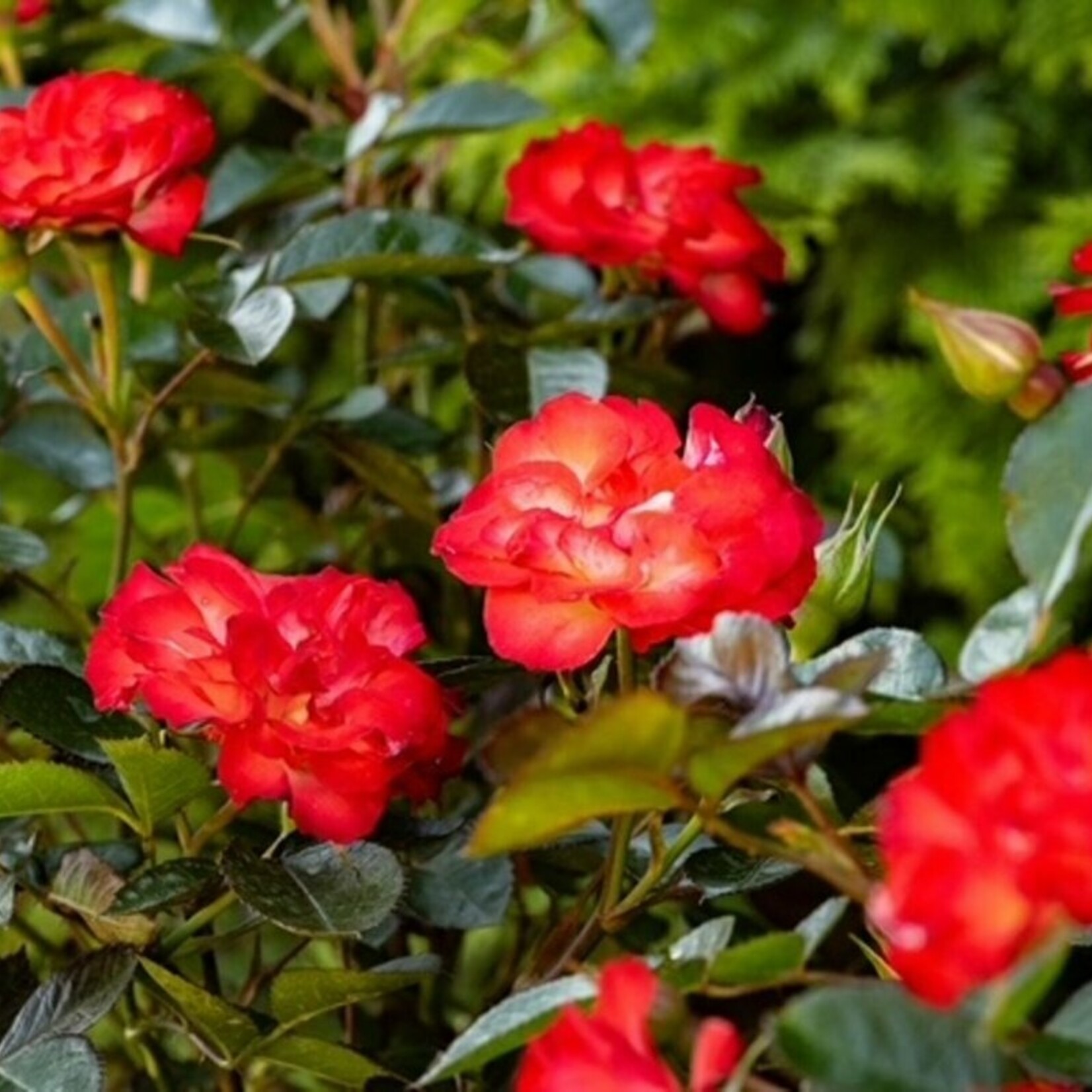 Rose Always Together