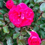 Rose Aurora Borealis