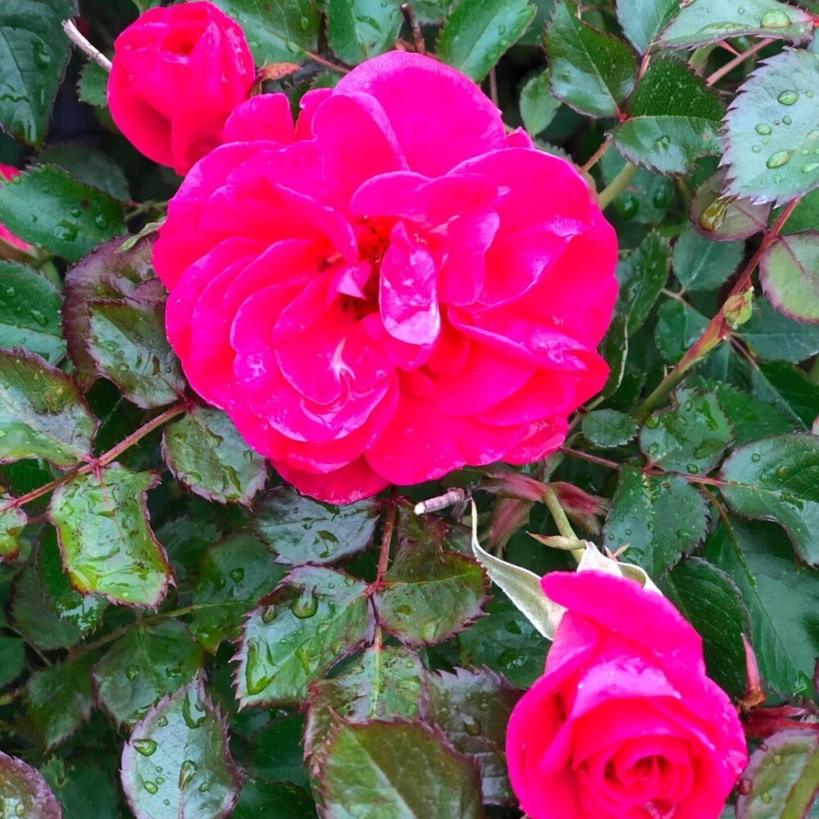 Rose Aurora Borealis