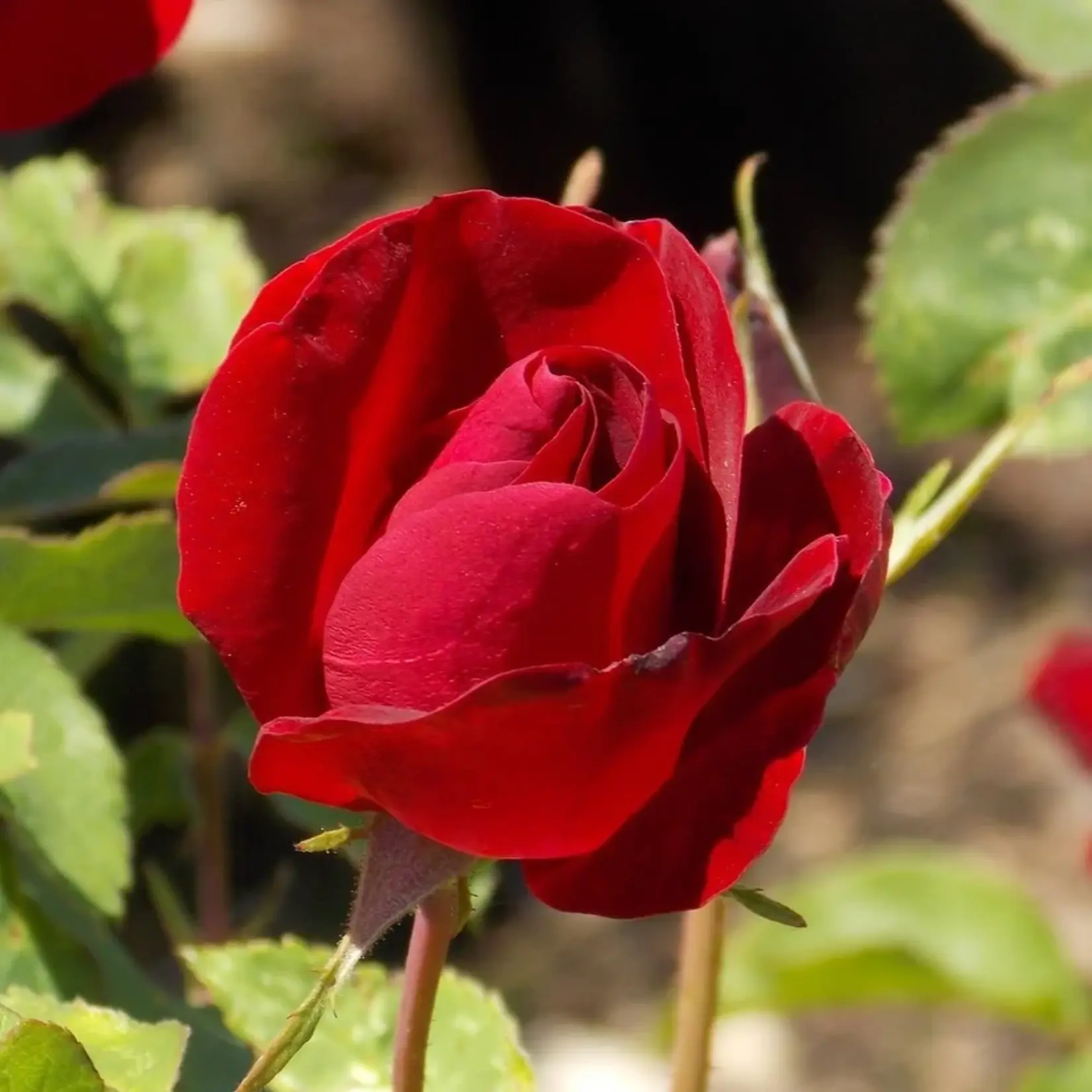 Rose Emily Carr 2 Gal