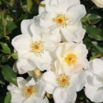 Rose Oscar Peterson Canadian Artist